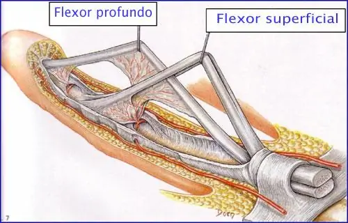 Los tendones flexores, permiten la flexión de los dedos